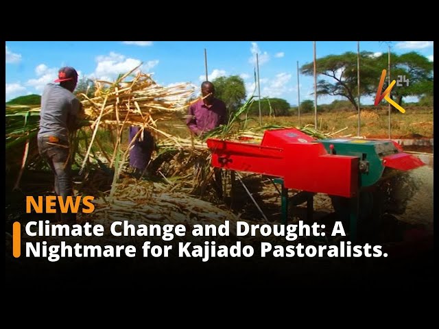 ⁣Kajiado Pastoralists’ Struggle with Drought and Climate Change.