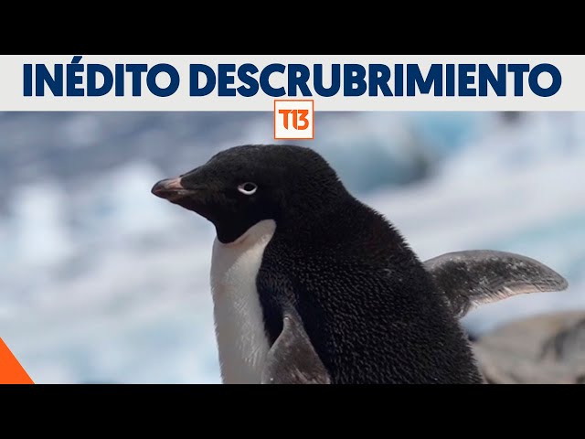 Científicos chilenos detectan por primera vez preocupante enfermedad en pingüinos de la Antártica