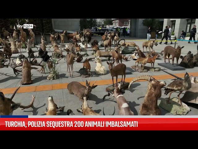 Turchia, polizia sequestra 200 animali imbalsamati