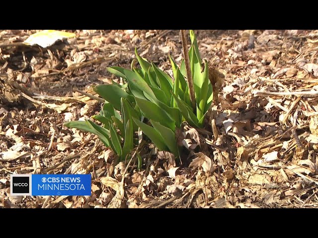 Snow is on the way, here are some tricks to protect those spring buds