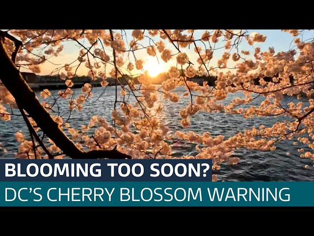 What does the cherry blossom in Washington DC tell us about climate change? | ITV News