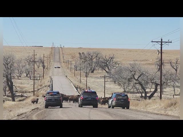 Bison on the loose captured by Arapahoe deputies