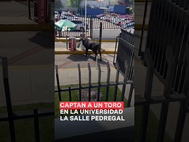 Captan a un toro en instalaciones de la Universidad La Salle Pedregal - N+ #shorts