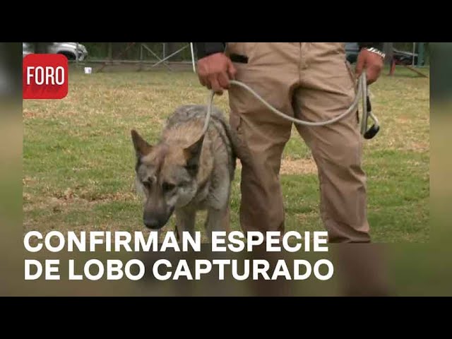 Confirman que es perro lobo checoslovaco especie hallado en CDMX - Las Noticias