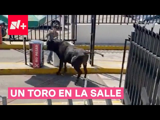 Captan a un toro en instalaciones de la Universidad La Salle Pedregal - N+