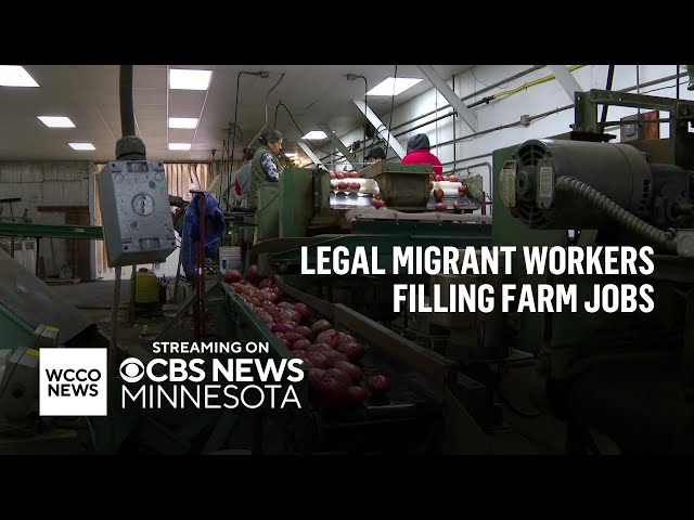 Why seasonal migrant workers are critical to Minnesota farming industry