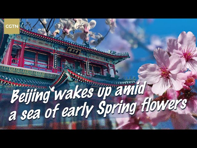 Live: Beijing wakes up amid a sea of early Spring flowers