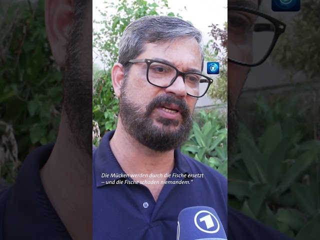 ⁣Brasilien bekämpft Dengue-Fieber mit Fischen #brasilien #dengue #shorts #tagesschau