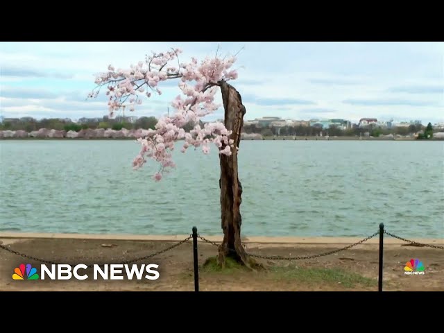 Cherry tree named 'Stumpy' becomes a Washington sensation