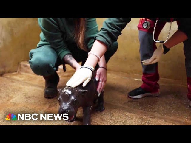 Watch: Baby pygmy hippo makes its debut at a zoo in Athens, Greece