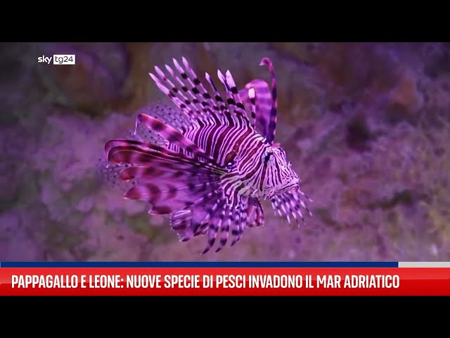 ⁣Il pesce pappagallo minaccia le specie del mar Adriatico