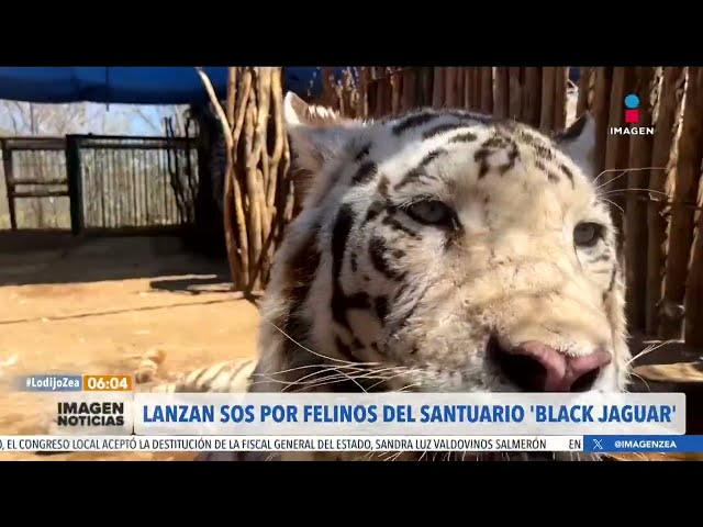 Lanzan SOS por felinos de la fundación Black Jaguar-White Tiger | Noticias con Francisco Zea