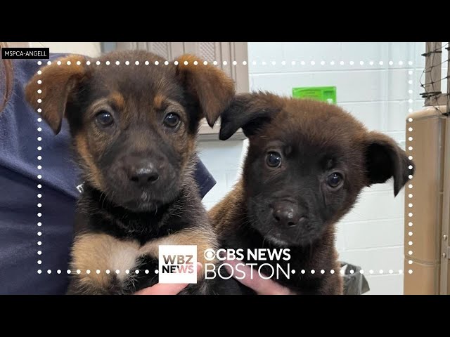 MSPCA says Salem shelter is overflowing with puppies