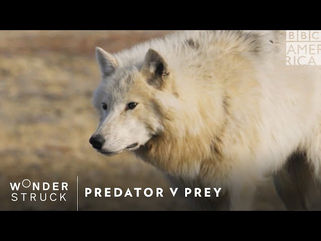 Predator V Prey | BBC America | New Series April 20th