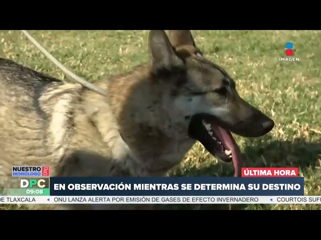 Era una perra-loba el animalito hallado en calles de la CDMX