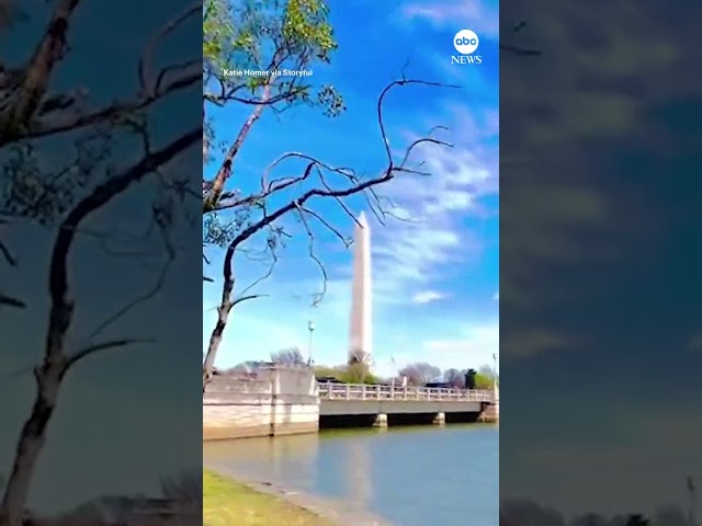 Cherry blossoms blooms in the nation's capital as spring arrives