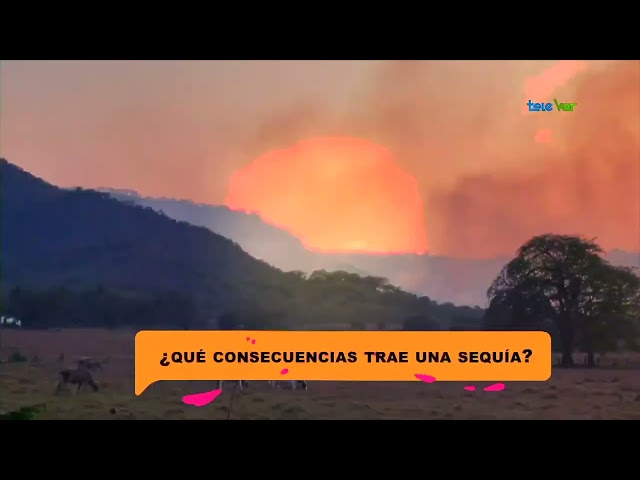 ⁣¿Que consecuencias trae una sequía?