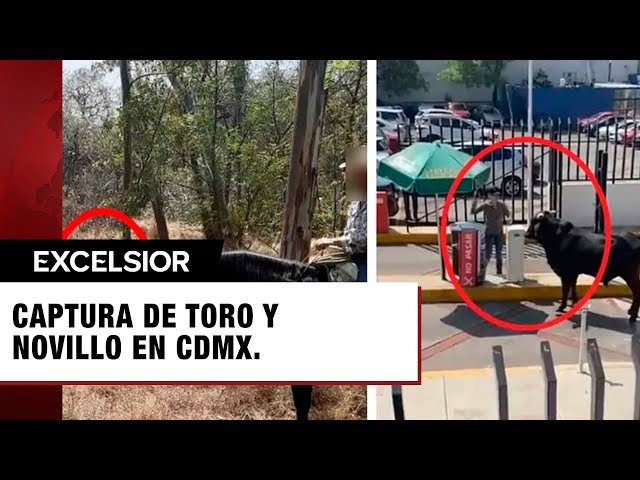 Toro de lidia fue capturado en Bosque de Tlalpan CDMX y novillo en la Salle