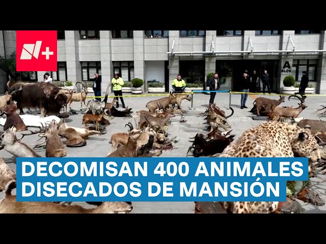 Decomisan más de 400 animales disecados en una mansión - N+