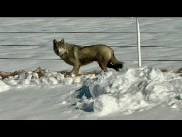 Debate over whether animal is a wolf or coyote takes over social media for some Castle Rock resident