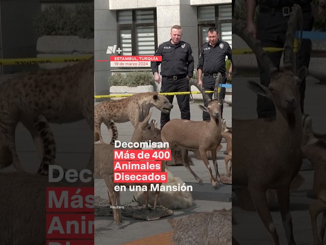 Decomisan más de 400 animales disecados en una mansión - N+ #shorts