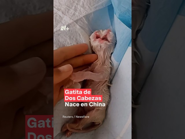 Gatita de dos cabezas nace en China - N+  #mundoanimal  #gatos #china #nmas