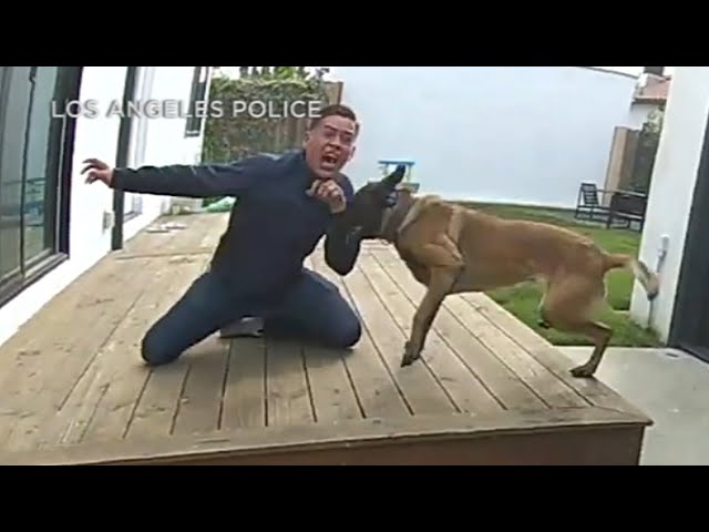 WILD BODYCAM VIDEO: LAPD K-9 chases car theft suspect, bites him and man bites back