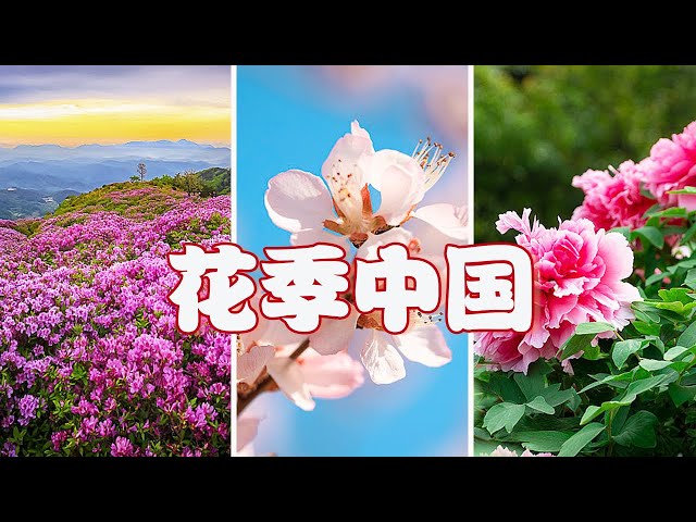 中国的春天是什么颜色？打开这幅多彩画卷一起赏花