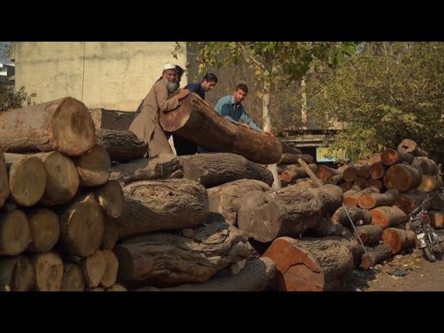 Pakistan : les autorités impuissantes face aux trafiquants de bois • FRANCE 24