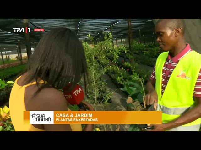 Casa & Jardim - Plantas enxertadas " A Sua Manhã"