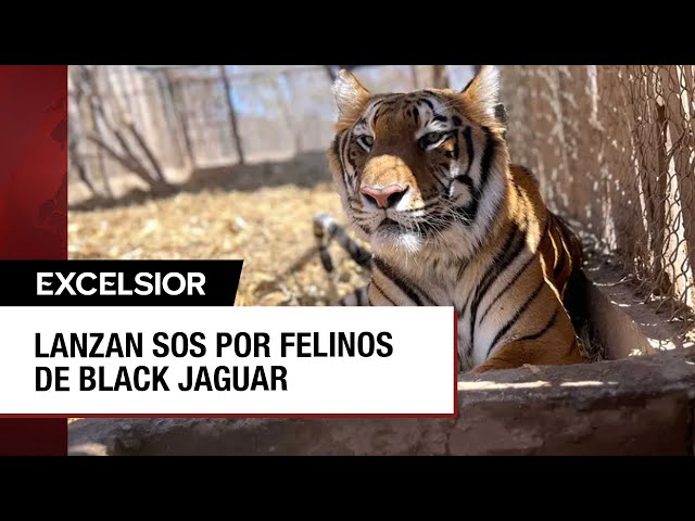 Lanzan un grito de ayuda por los felinos rescatados en Black Jaguar