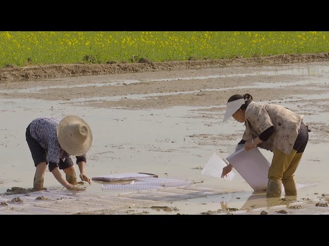 President Xi in Changde: Reviving history and cultivating prosperity in Changde