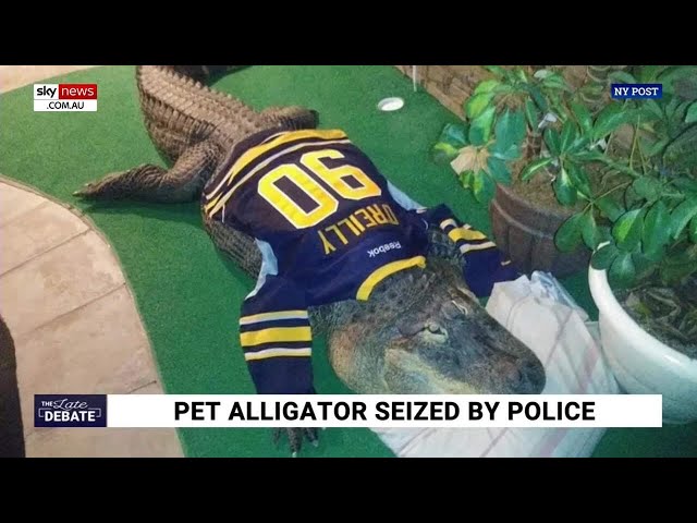 ‘Just get a cat or dog’: Pet alligator seized by New York police