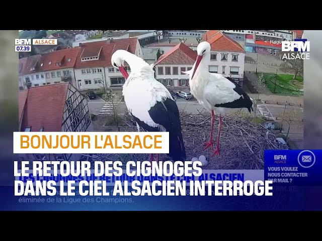 "La nature est en train de changer", le retour préventif des cigognes en Alsace