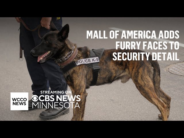 Mall of America employs new gun-sniffing K-9 unit