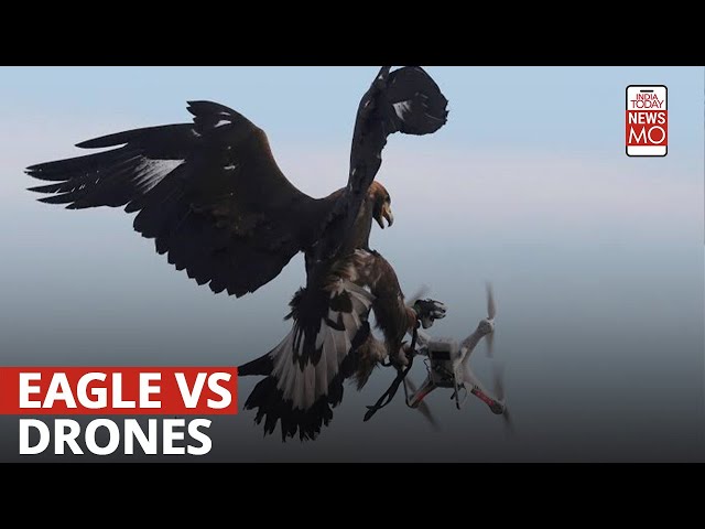 This is how Telangana police are training eagles to tackle illegal drones