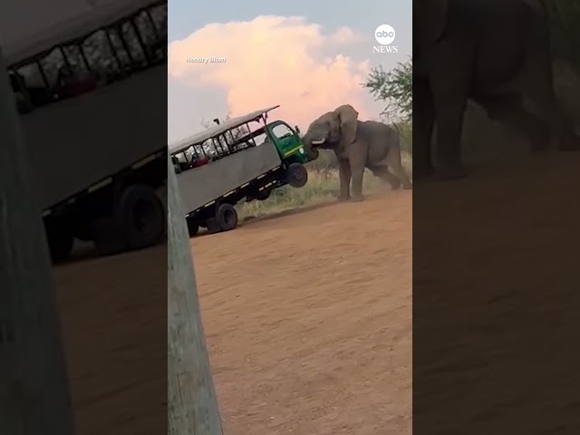 Elephant charges safari truck filled with tourists in South Africa