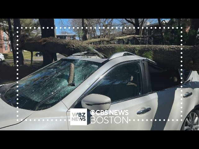 Tree crushes car in Norwood