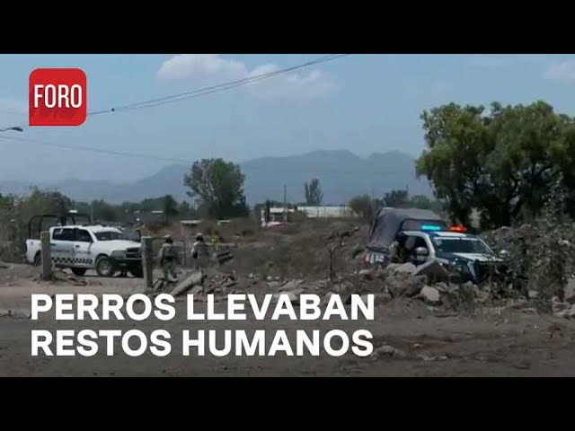 Perros encuentran restos humanos en Tultitlán, Edomex - Las Noticias