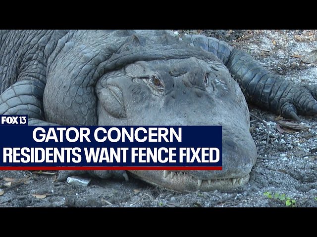 Florida gator prompts concerns after gaping hole discovered in fence