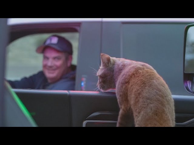 Firefighter adopts cat found on I-25 hazmat scene