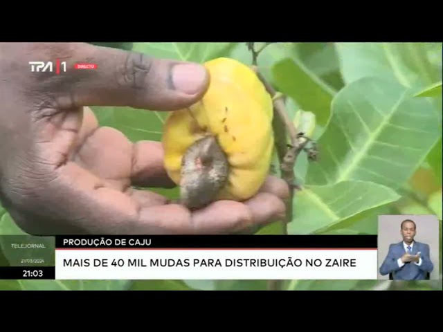 Produção de Cajú - Mais de 40 mil mudas para distribuição no Zaire