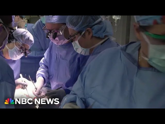 Historic transplant of pig's kidney into human is successful