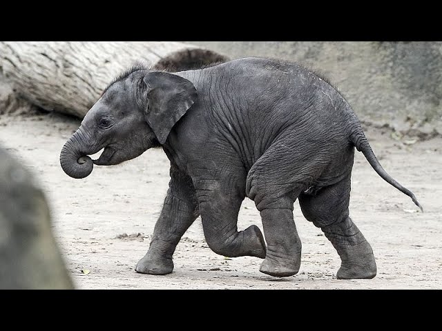 Pedicura para elefantes en el zoo de Colonia