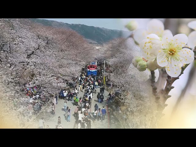 [뉴스프라임] 벚꽃 공식 개화 '0곳'…꽃 없는 벚꽃축제 될까 / 연합뉴스TV (YonhapnewsTV)