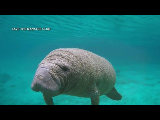 Manatee advocates threatening to sue feds over delays in determing if they should classified as enda