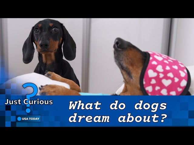 Do dogs have nightmares? What to know about your pet's dreams. | JUST CURIOUS