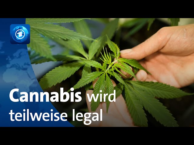 Bundesrat: Teil-Legalisierung von Cannabis beschlossen