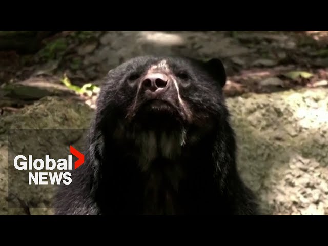 ⁣Thriving "Paddington" bears found in Bolivia spark hope species could be recovering