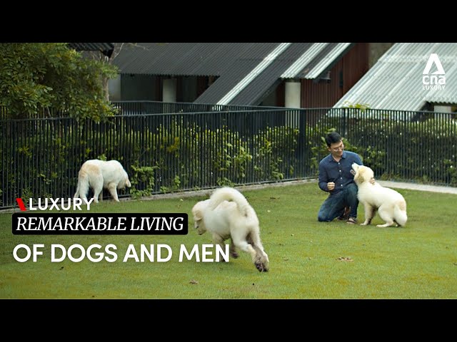 ⁣This  house in Thailand is designed with the homeowner’s 14 dogs in mind | Remarkable Living